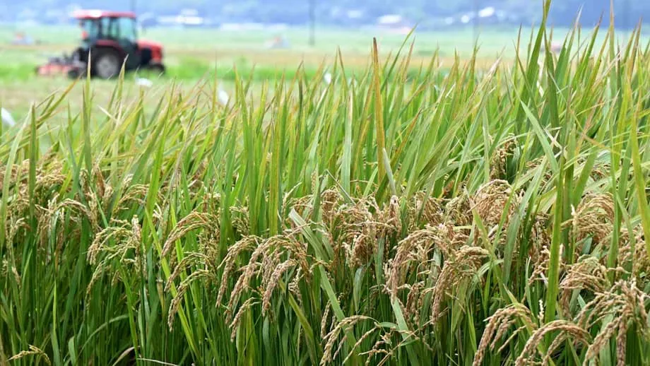 日本扭转稻米政策：粮食安全与农民迎来新时代