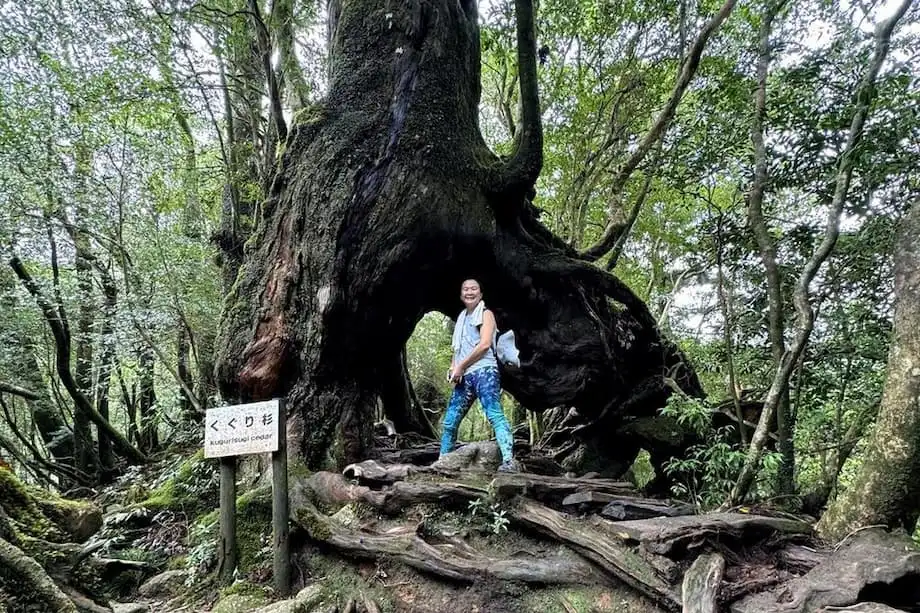 屋久岛：启发《幽灵公主》的古老森林之岛