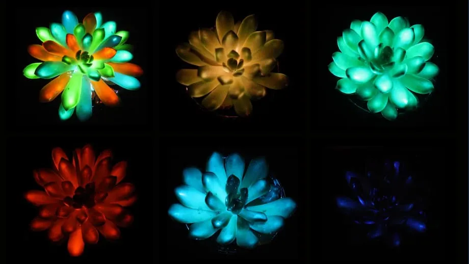 中国科学家推出多彩夜光多肉植物：迈向可持续植物照明的一大步