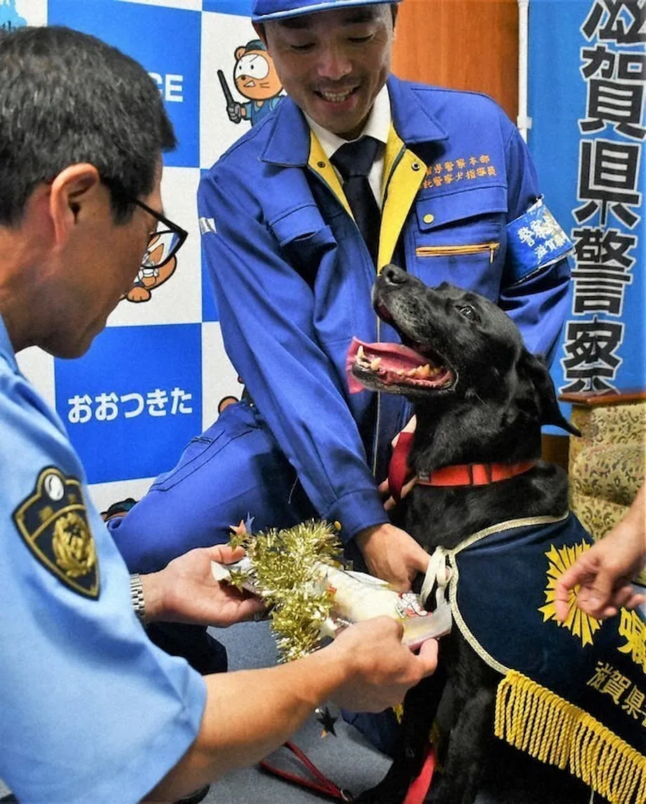 拉布拉多犬协助在大津找到走失老妇后获表彰
