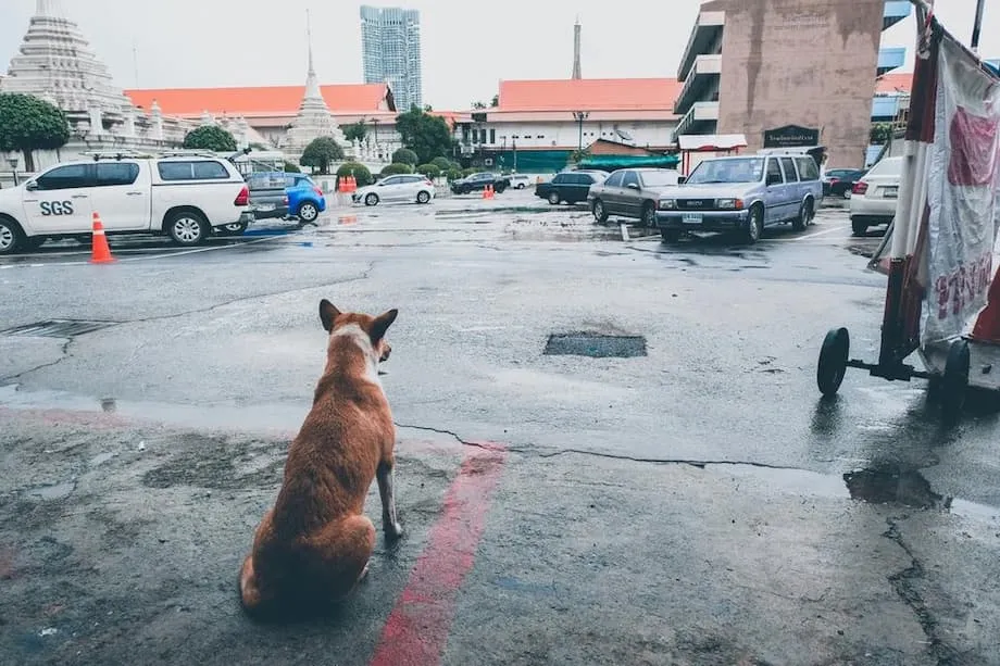 曼谷划定狂犬病疫情区，下令禁止动物移动30天