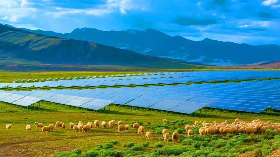 中国大型太阳能园区焕发生态活力，为数百万家庭供电