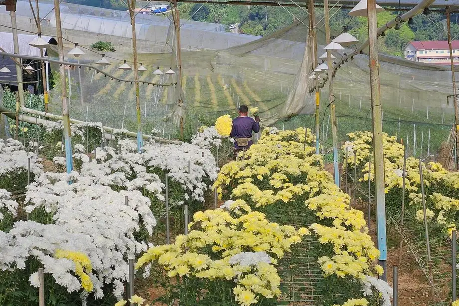 劳动力短缺与低价进口冲击马来西亚花卉产业，昔日繁荣贸易面临考验