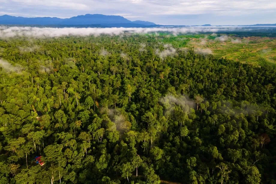 印度尼西亚与COP30的“热带森林永续基金”