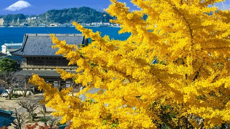 秋日镰仓：穿行寺院之间，邂逅丹枫与金黄银杏