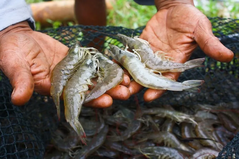 Major Indonesian Shrimp Exporter PT. Bahari Makmur Sejati Placed on FDA ...