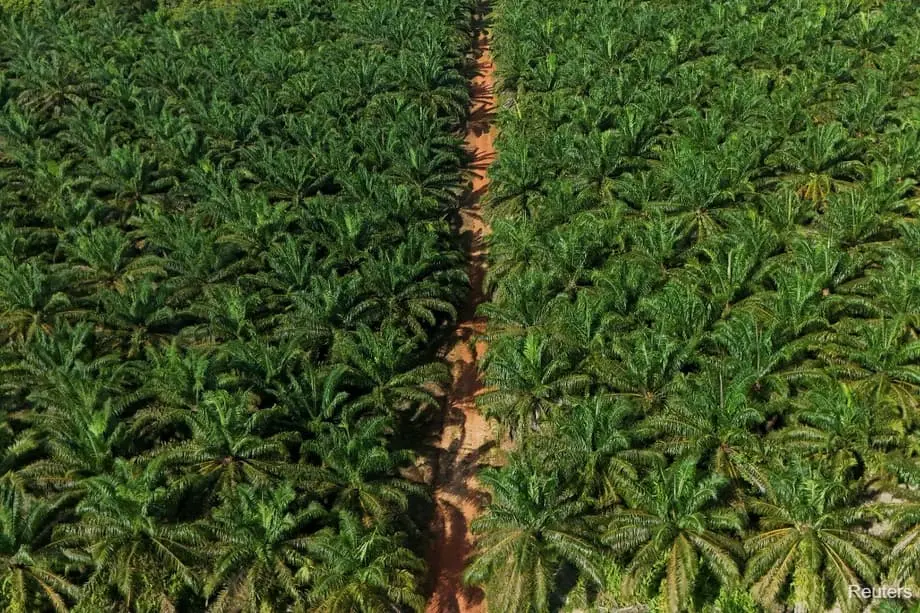 生物燃料推广之际，印度尼西亚将新增60万公顷棕榈油种植园