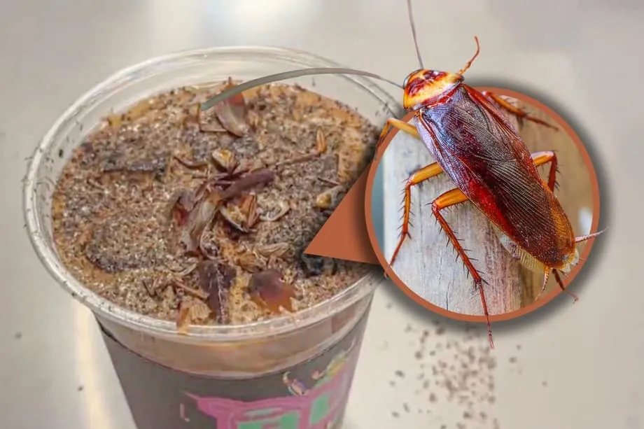 北京蟑螂咖啡：走红网络的昆虫博物馆特调饮品