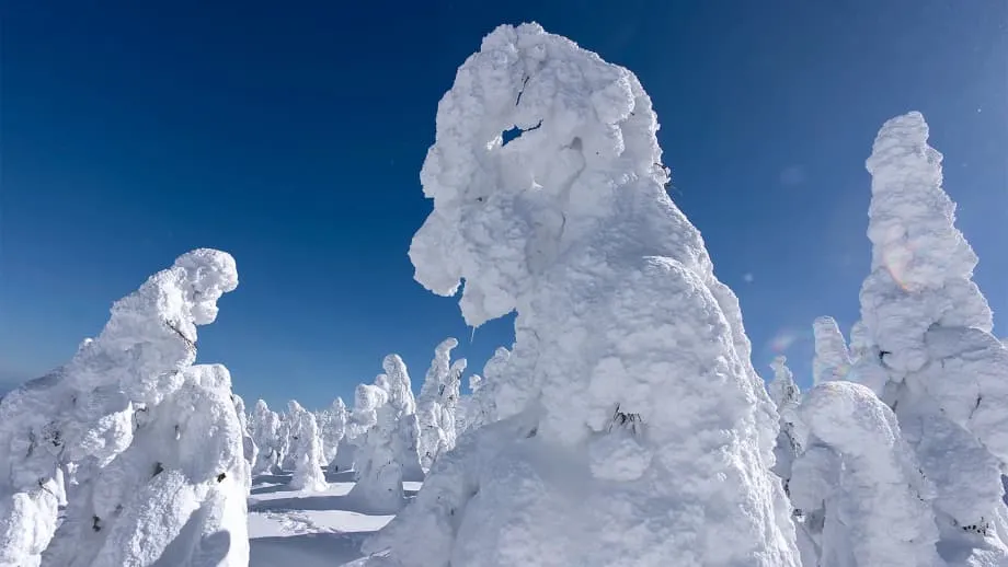 暖冬与虫害冲击脆弱奇观，藏王山“雪怪”正迅速变稀薄