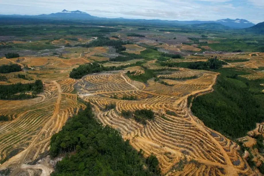 印尼升级棕榈油种植园接管行动，计划再接管500万公顷