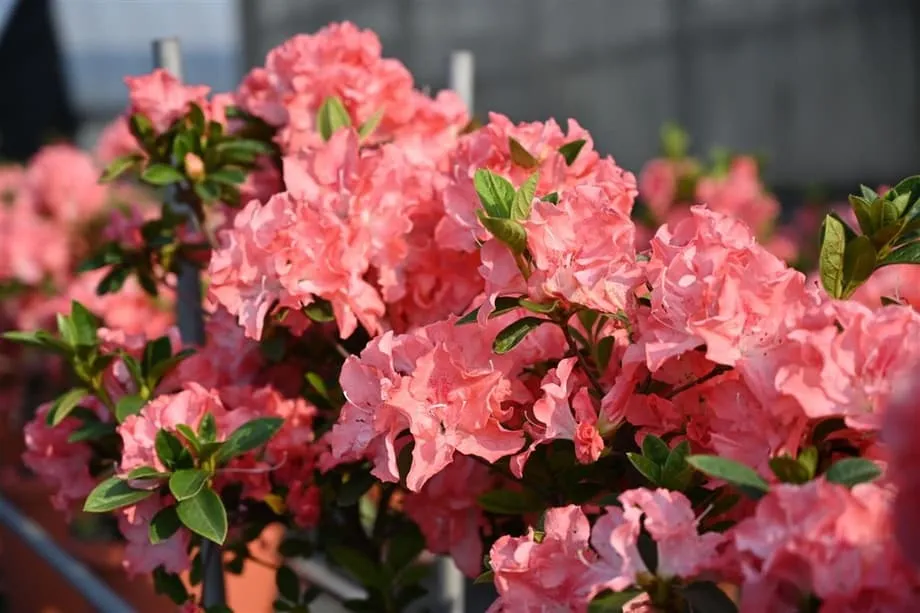 2026年杜鹃花节盛大开幕，20万株花朵迎春绽放