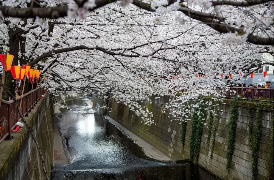 东京著名樱花观赏地设屏遮挡景观，以应对人潮拥挤