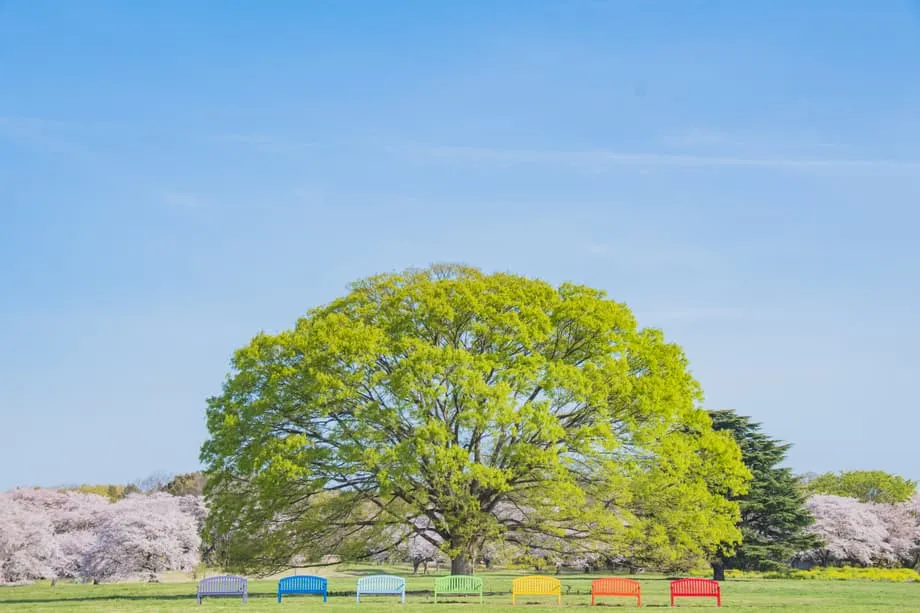 东京隐秘的春日绿洲：昭和纪念公园2026花卉节将旧机场变成缤纷花海