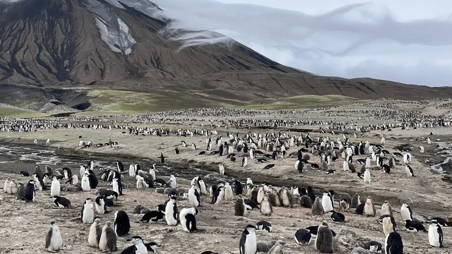 Zavodovski Penguin Colony Loses 63% of Chinstrap Nests as Warming Seas Shift Food South