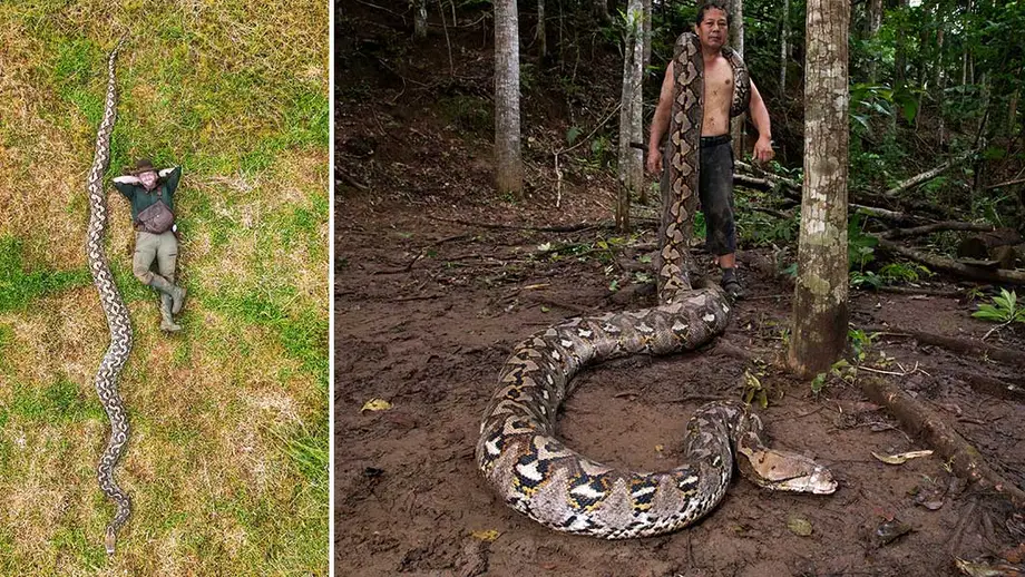 Sulawesi Python Measured at 7.22 Meters Sets Verified Wild Snake Record
