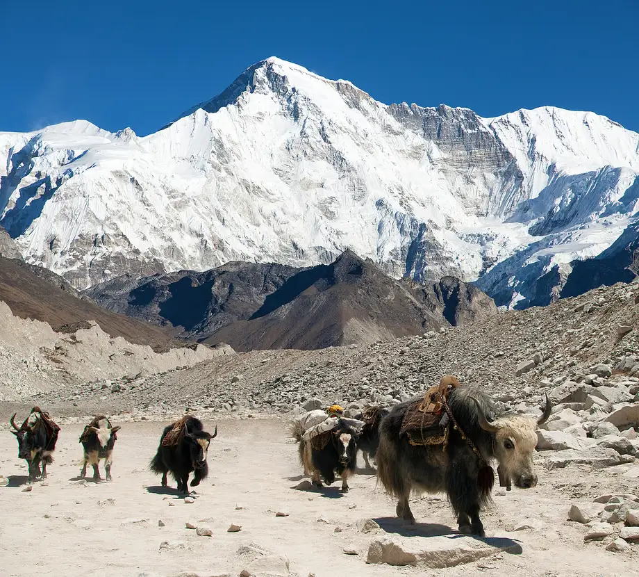 Himalayan Yak Herders Unite as Bhutan Loses 28% of Its Herd in Four Years