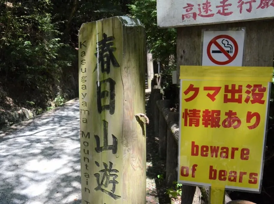 日本秋季登山旺季来临，熊出没事件激增